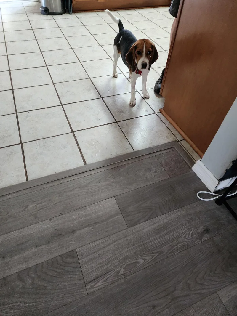 A young medium-sized female Beagle dog named Sophia Sniffs for adoption in Tampa, FL
