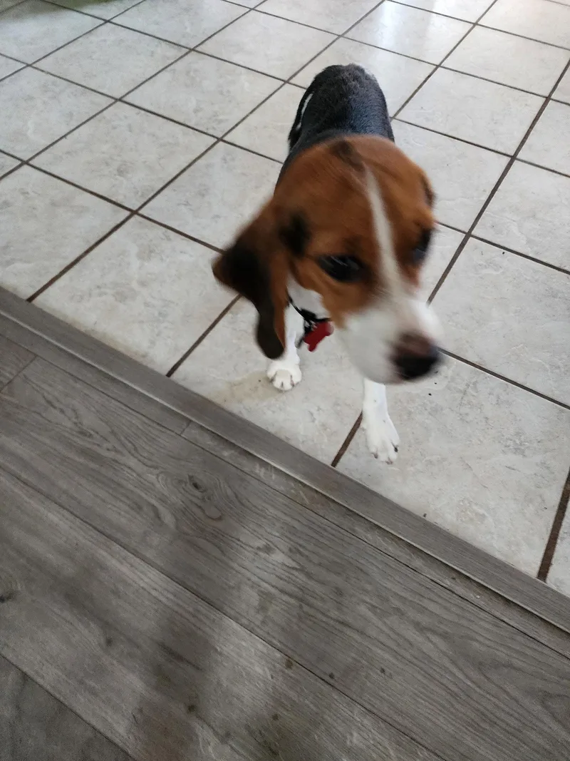 Sophia Sniffs thumbnail 2