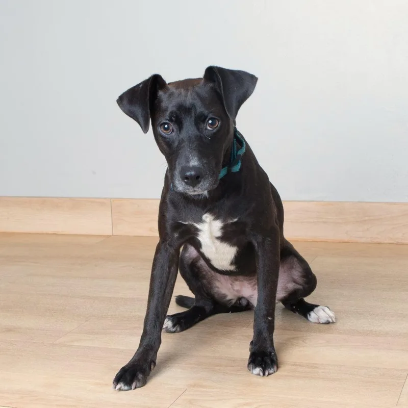A young small-sized female Black Spaniel dog named Lolli D for adoption in Minnetonka, MN