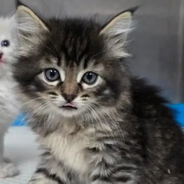 A baby small-sized female Brown / Chocolate Domestic Long Hair cat named Fuzzball for adoption in Fort Collins, CO