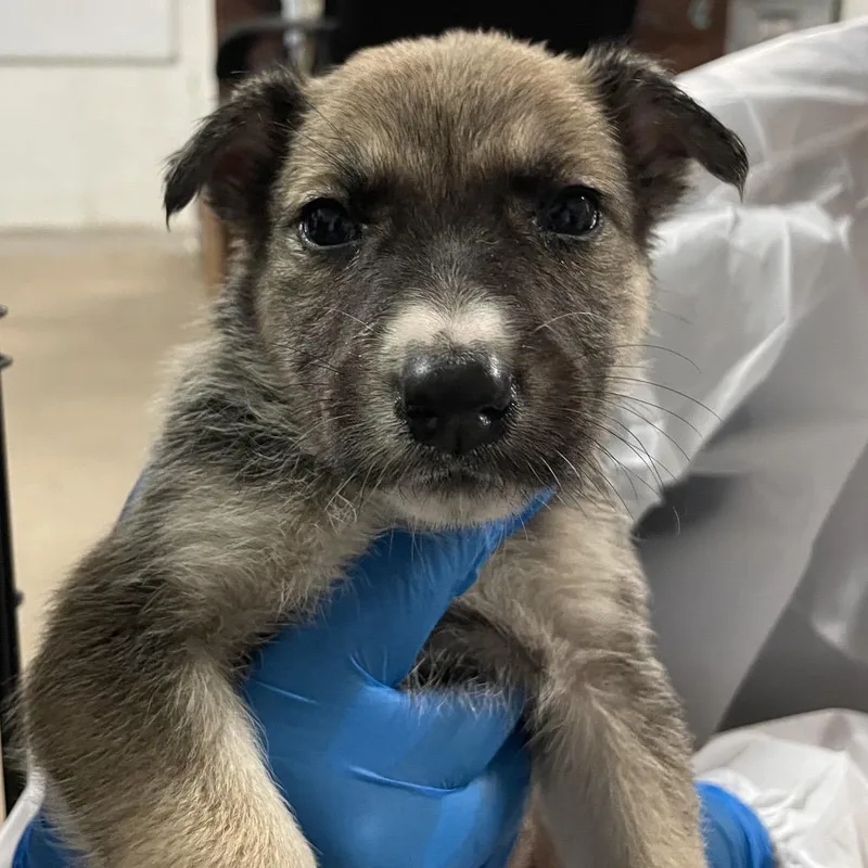 A baby small-sized female Brown / Chocolate Shepherd dog named Honey Boo Boo for adoption in Edinburg, TX
