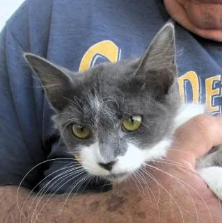A baby medium-sized male Domestic Long Hair cat named Thea for adoption in Paris, KY
