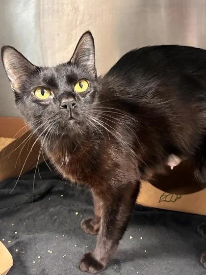 Nova