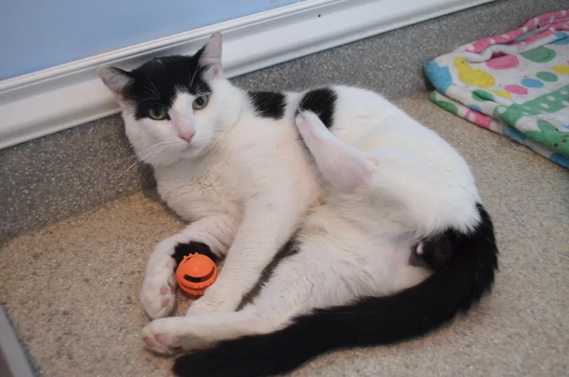 A young medium-sized male Black & White / Tuxedo Domestic Short Hair cat named Marty & Sock for adoption in Westbrook, CT