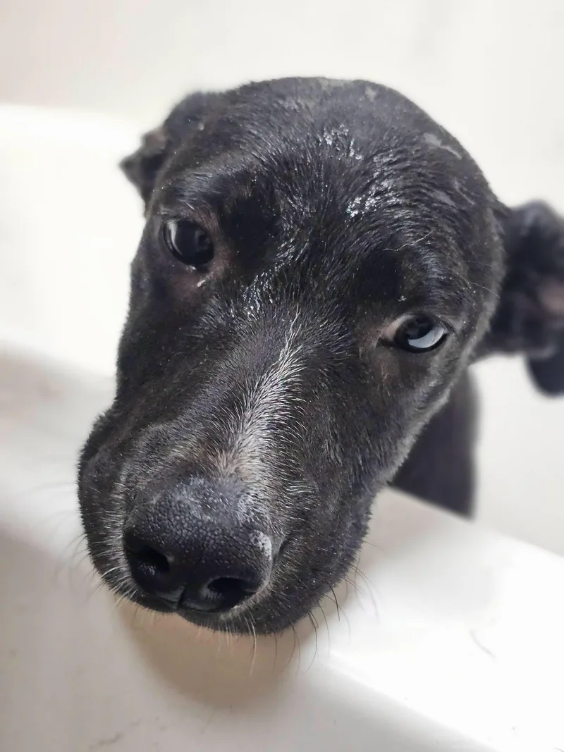 A young medium-sized male Black Labrador Retriever dog named Bumble for adoption in Fort Payne, AL