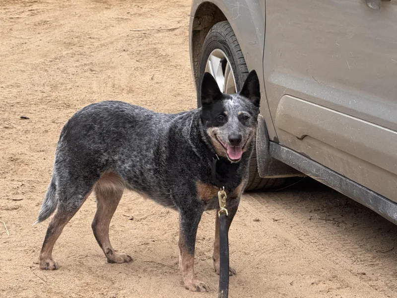 A senior medium-sized female Gray / Blue / Silver Australian Cattle Dog / Blue Heeler dog named Haley for adoption in Hempstead, NY