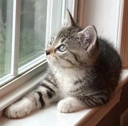 A young small-sized male Domestic Short Hair cat named Hazelnut for adoption in New Hope, PA