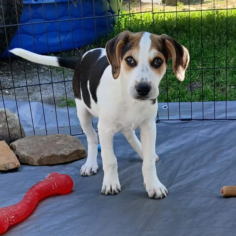 A baby medium-sized male Tricolor (Brown, Black, & White) Terrier dog named John for adoption in Albany, NY