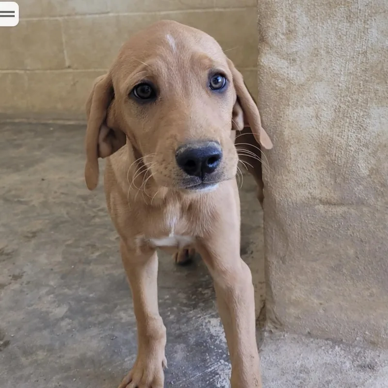 A baby medium-sized female Golden Labrador Retriever dog named Cream for adoption in Cumberland, RI