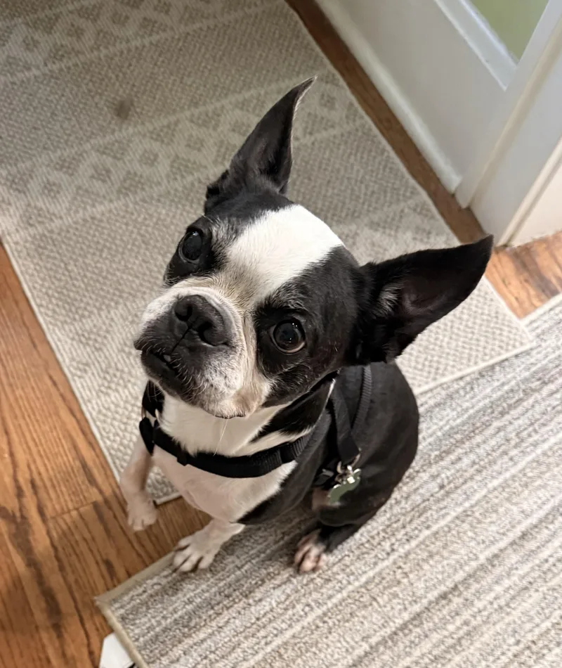 Tux in IA