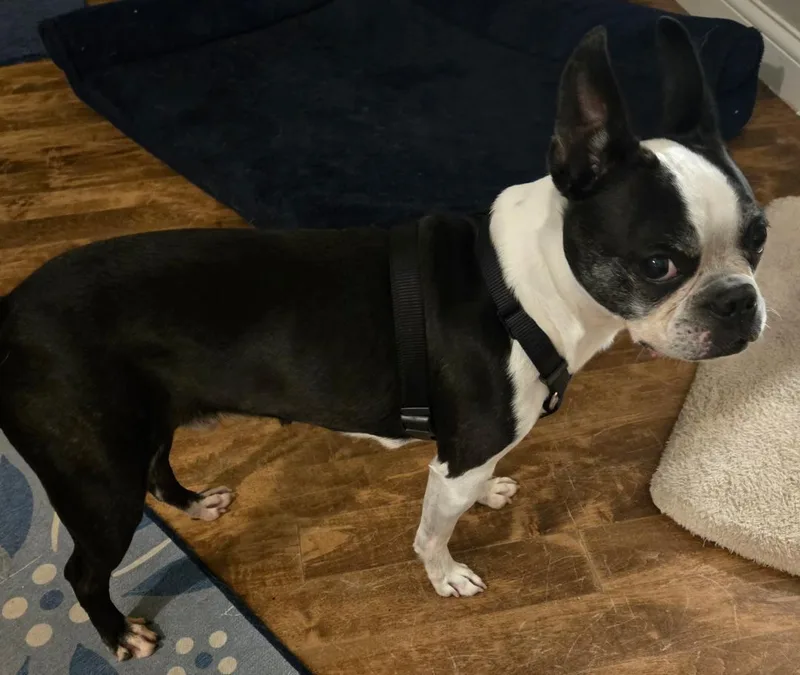 Tux in IA thumbnail 2