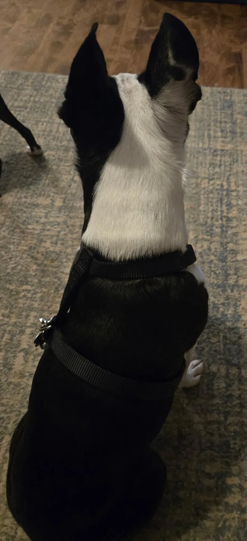 Tux in IA thumbnail 3