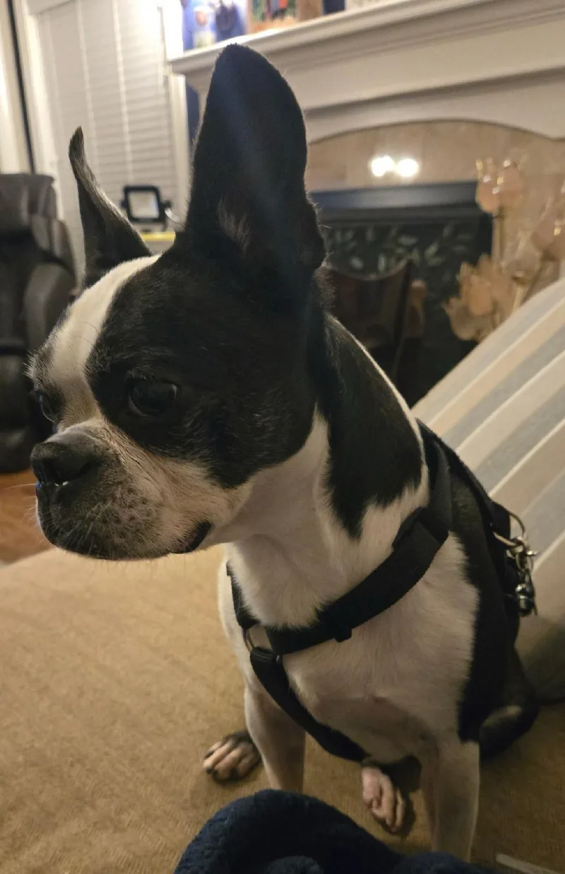 Tux in IA thumbnail 4