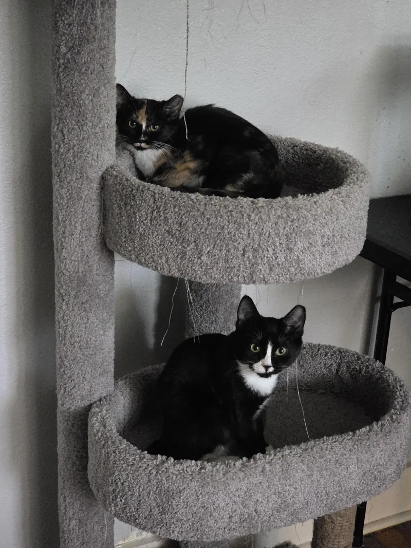 A young small-sized female Domestic Short Hair cat named Stephanie for adoption in Round Rock, TX
