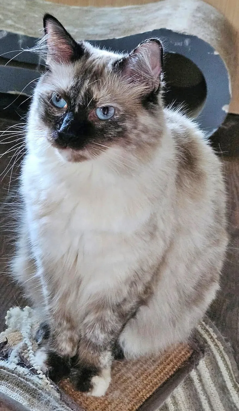 A young medium-sized female Ragdoll cat named Weaver for adoption in Converse, TX