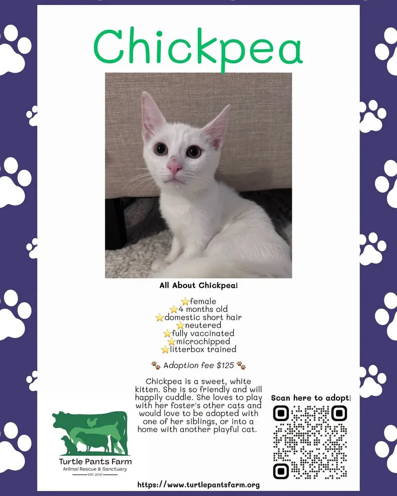 A young medium-sized female White Domestic Short Hair cat named Chickpea for adoption in Pittsboro, NC