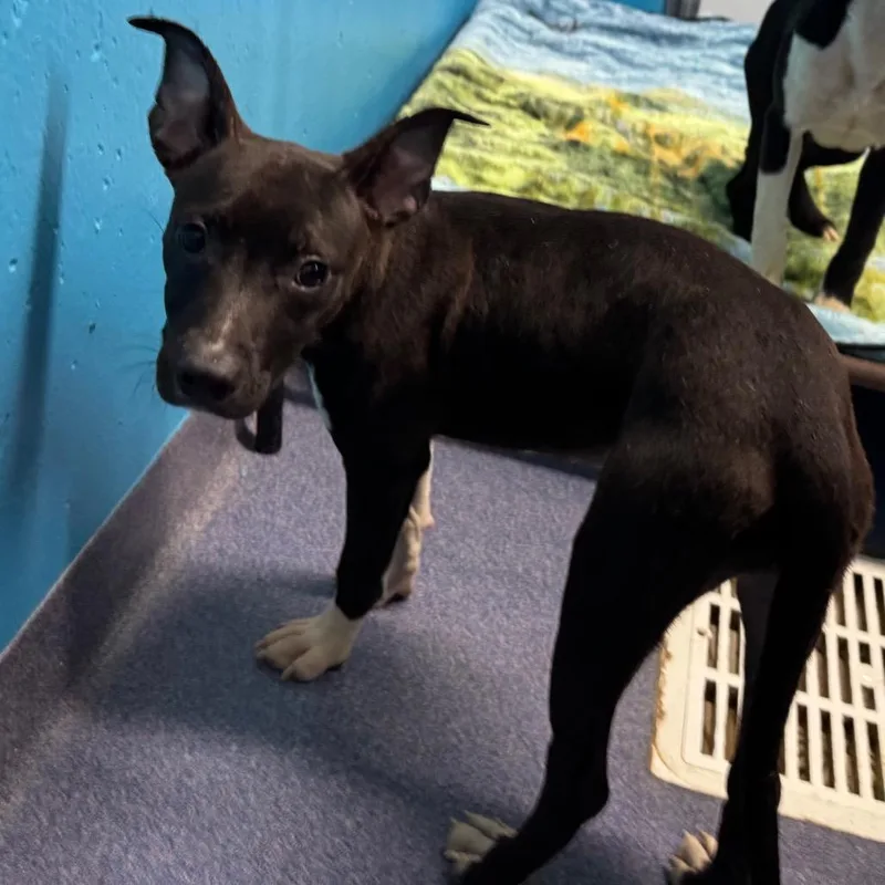 A baby small-sized female Black Mixed Breed dog named Madellaine for adoption in Edwardsville, IL