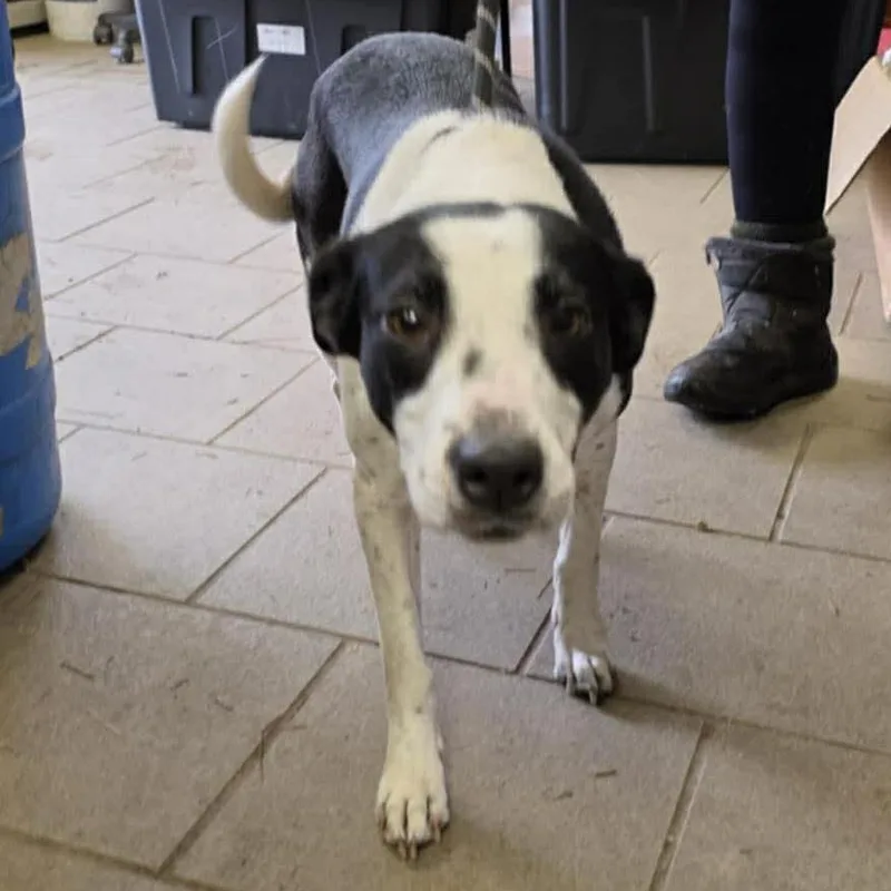 Mona Lisa Stray Hold