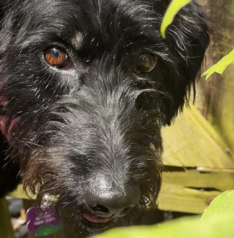 An adult medium-sized female Black Poodle dog named Ducky for adoption in Manhattan, KS