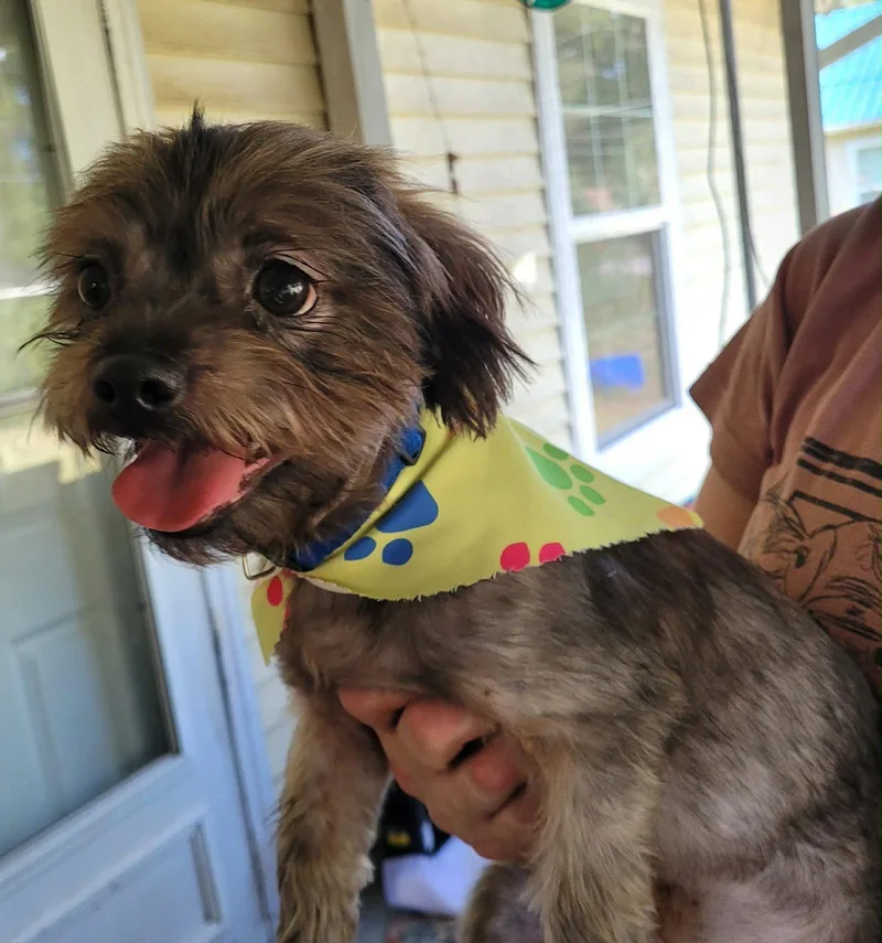 A baby small-sized male Shih Tzu dog named Cooper Kirkland for adoption in Saunderstown, RI
