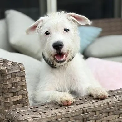 Nova