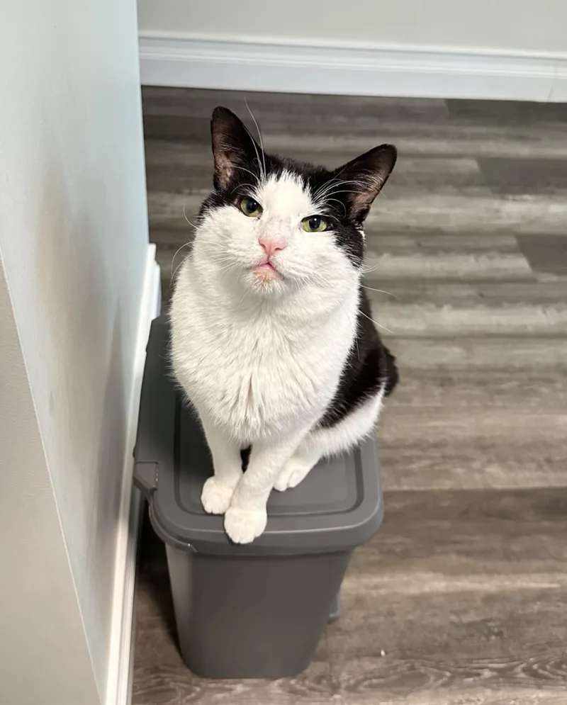 An adult medium-sized male Black & White / Tuxedo Domestic Short Hair cat named Wilson for adoption in New York, NY