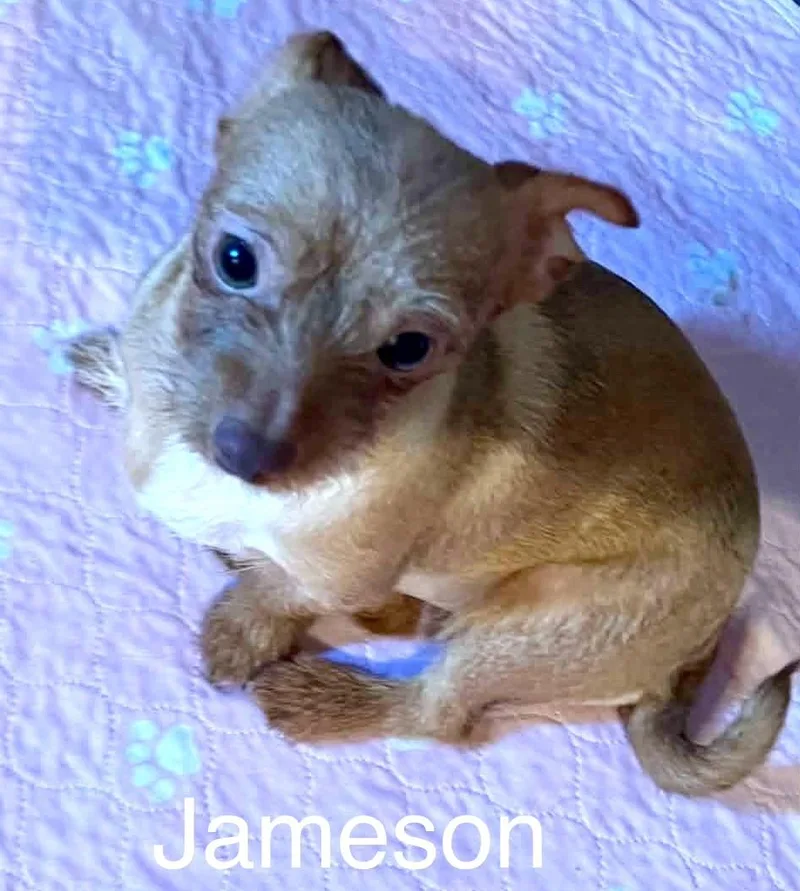 Jameson ALMN