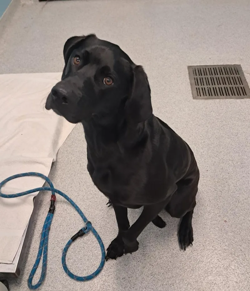 A young medium-sized female Black Labrador Retriever dog named Elsie for adoption in Frankfort, KY