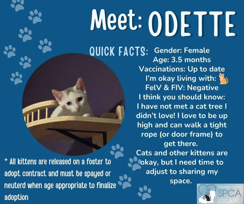 Odette thumbnail 4