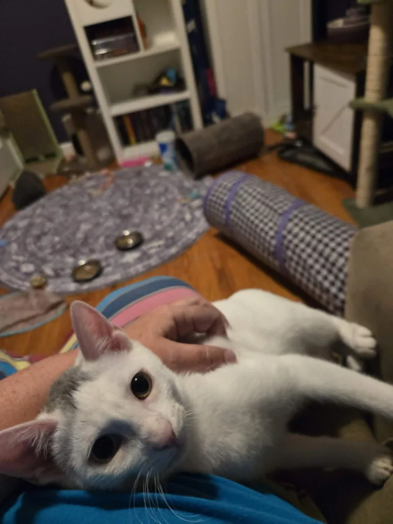 Odette thumbnail 6