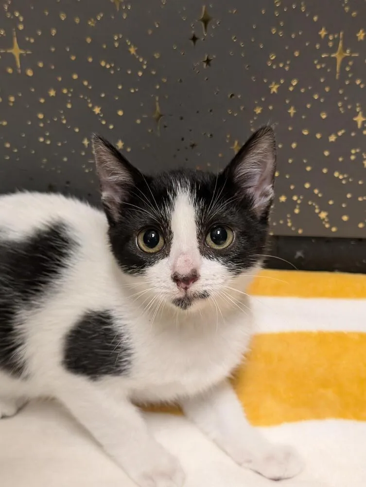 Sparkle Aka Sharkie thumbnail 2