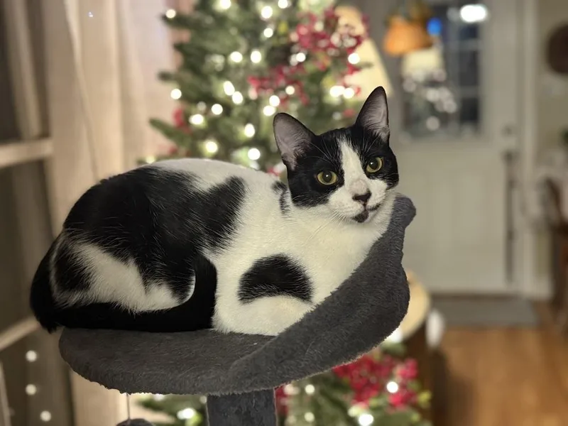 Sparkle Aka Sharkie thumbnail 3