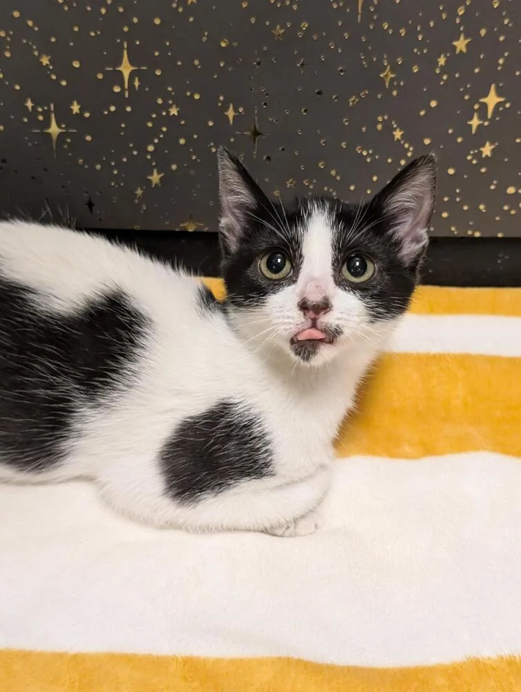 Sparkle Aka Sharkie thumbnail 4