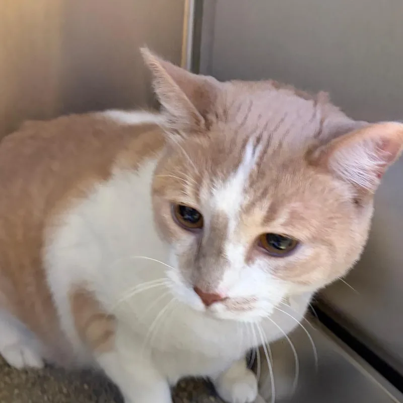 An adult extra large-sized male Buff / Tan / Fawn Domestic Short Hair cat named Russell for adoption in Scituate, MA