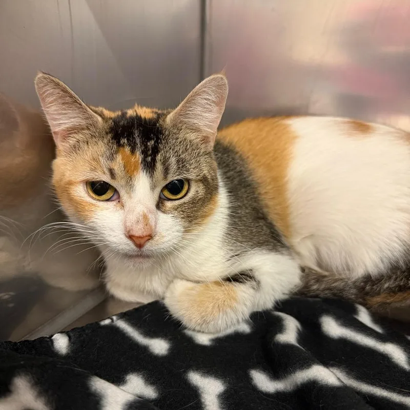 An adult medium-sized female Domestic Short Hair cat named Patty Cake for adoption in Newberg, OR