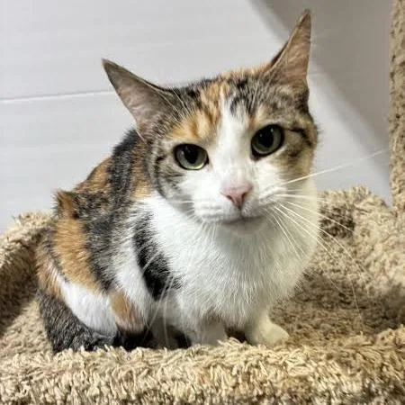 An adult medium-sized female American Shorthair cat named Frankie for adoption in Blue Earth, MN