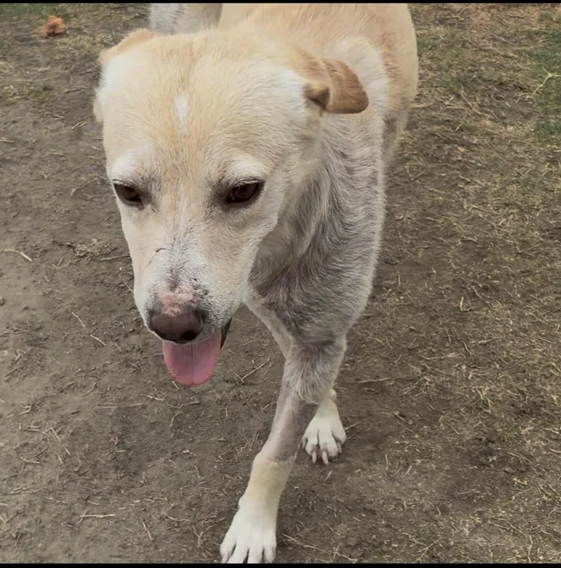 A young large-sized male Labrador Retriever dog named Colin for adoption in Palm desert, CA