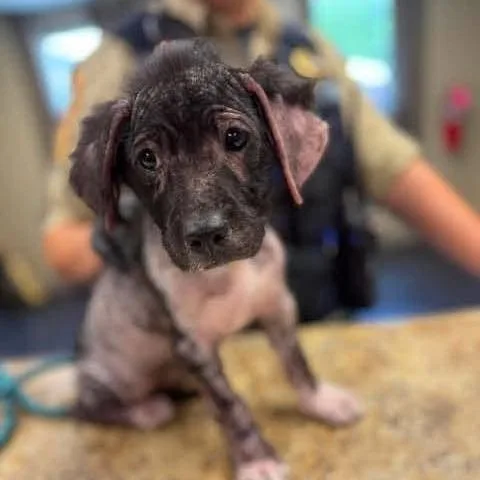 A baby medium-sized female Black Mixed Breed dog named Pepper for adoption in Alexandria, VA