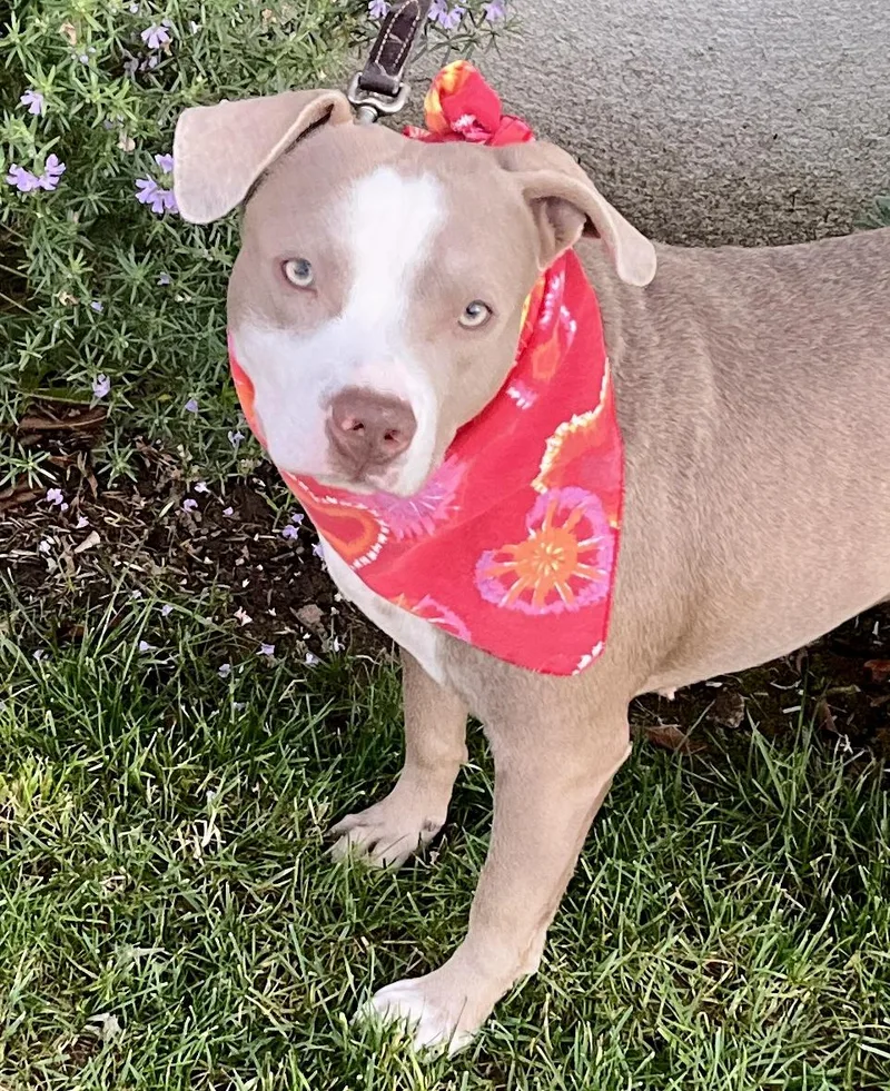 A young medium-sized female American Staffordshire Terrier dog named Bambi for adoption in El Segundo, CA