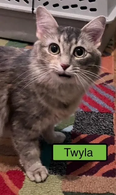 Twyla