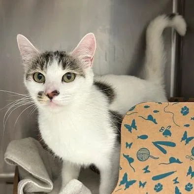 An adult medium-sized female White Domestic Short Hair cat named Pua for adoption in Santa Barbara, CA