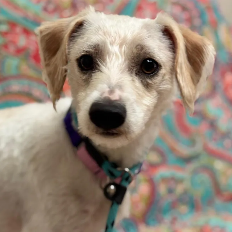A young small-sized male Chihuahua dog named Mr. Sundae for adoption in Santa Barbara, CA