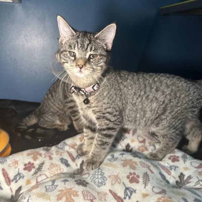 Max