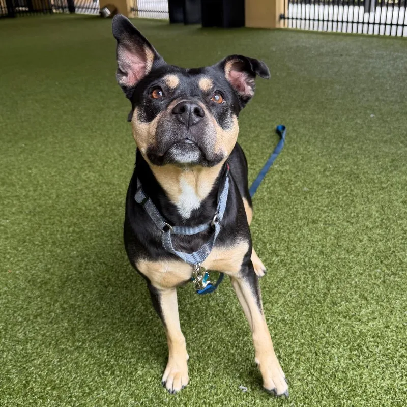 A senior medium-sized female Black American Bulldog dog named Sweety for adoption in West Palm Beach, FL