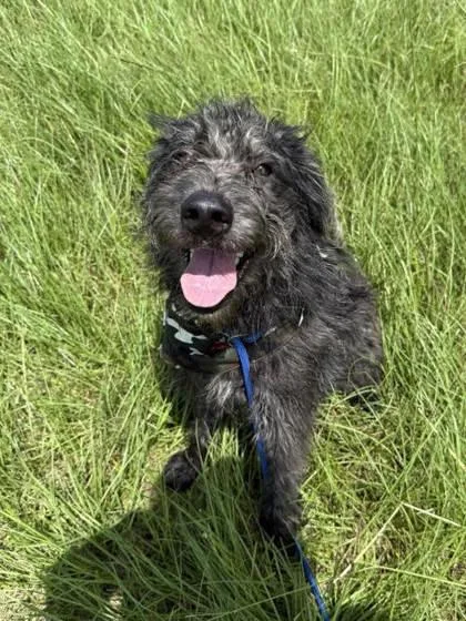 A young medium-sized male Black Standard Schnauzer dog named Philip for adoption in Steamboat Springs, CO