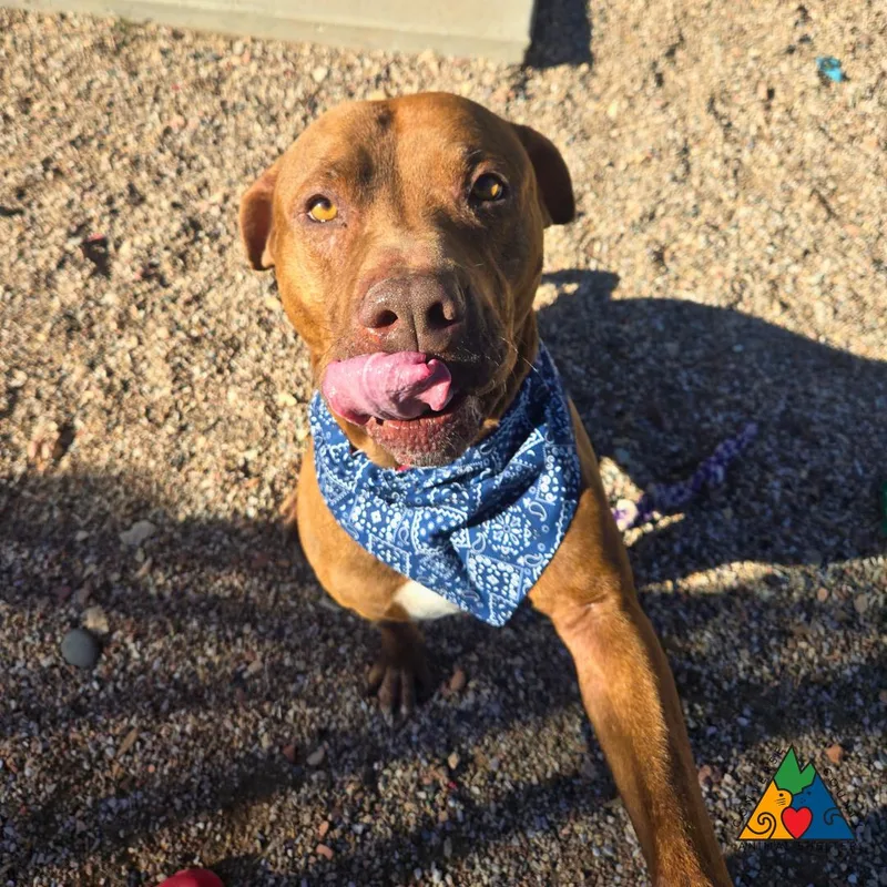 An adult large-sized male Brown / Chocolate Boxer dog named Alfred for adoption in Douglas, WY