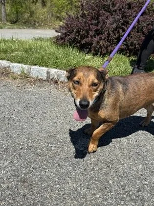 An adult medium-sized female Mixed Breed dog named Lacie for adoption in Madison, NJ