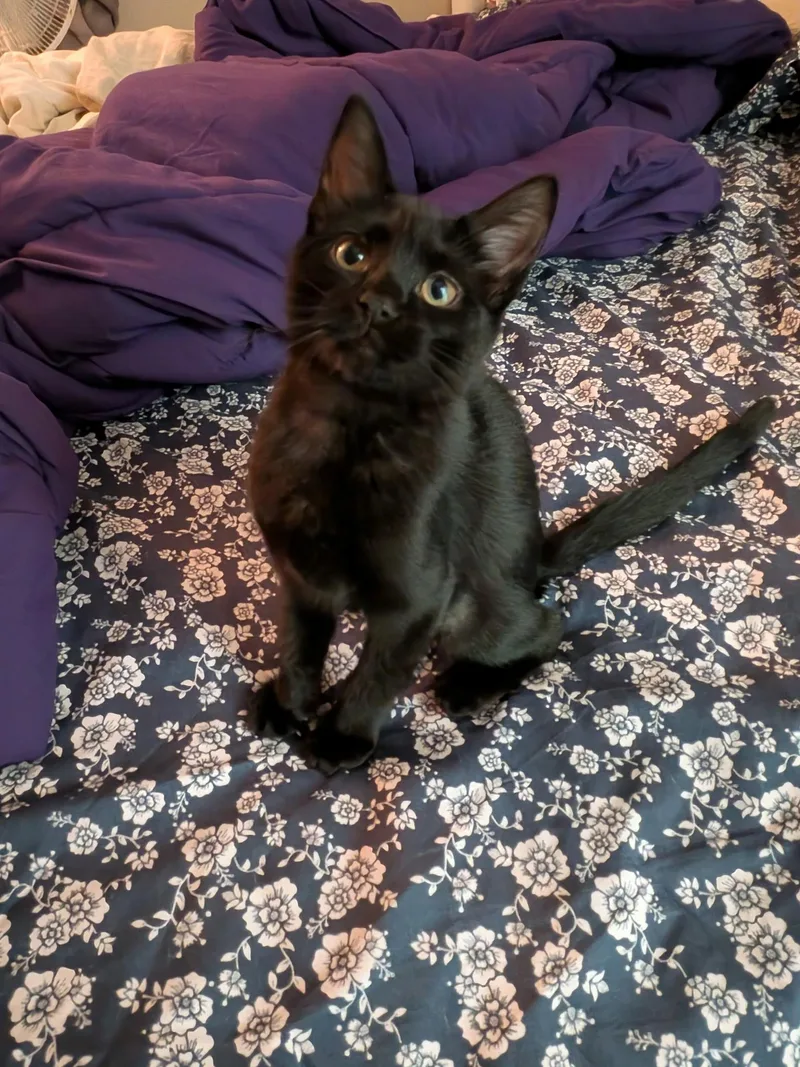 A baby small-sized female Black Domestic Short Hair cat named Luna for adoption in Indianapolis, IN