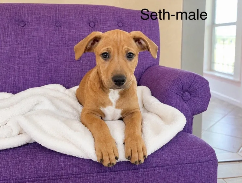 A baby large-sized male Rhodesian Ridgeback dog named Seth Lonestar for adoption in Rockaway, NJ