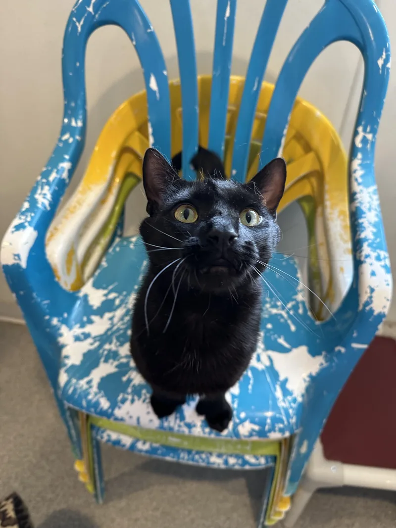 Captain Morgan thumbnail 2